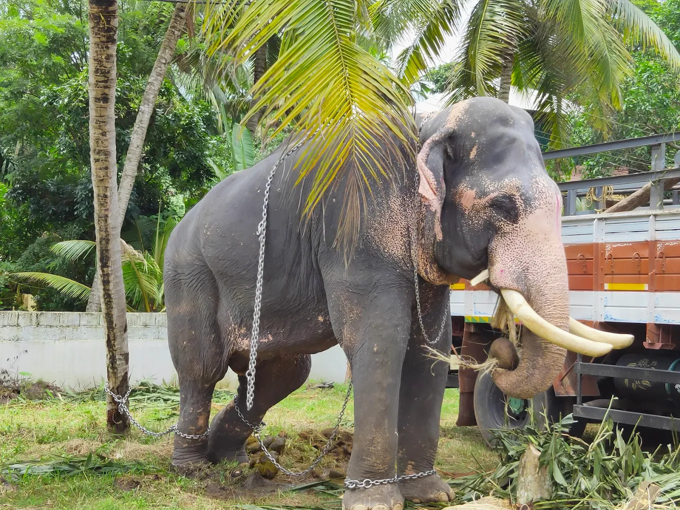 Swayambhoo idol of Lord Ganapathy at Panangad Temple