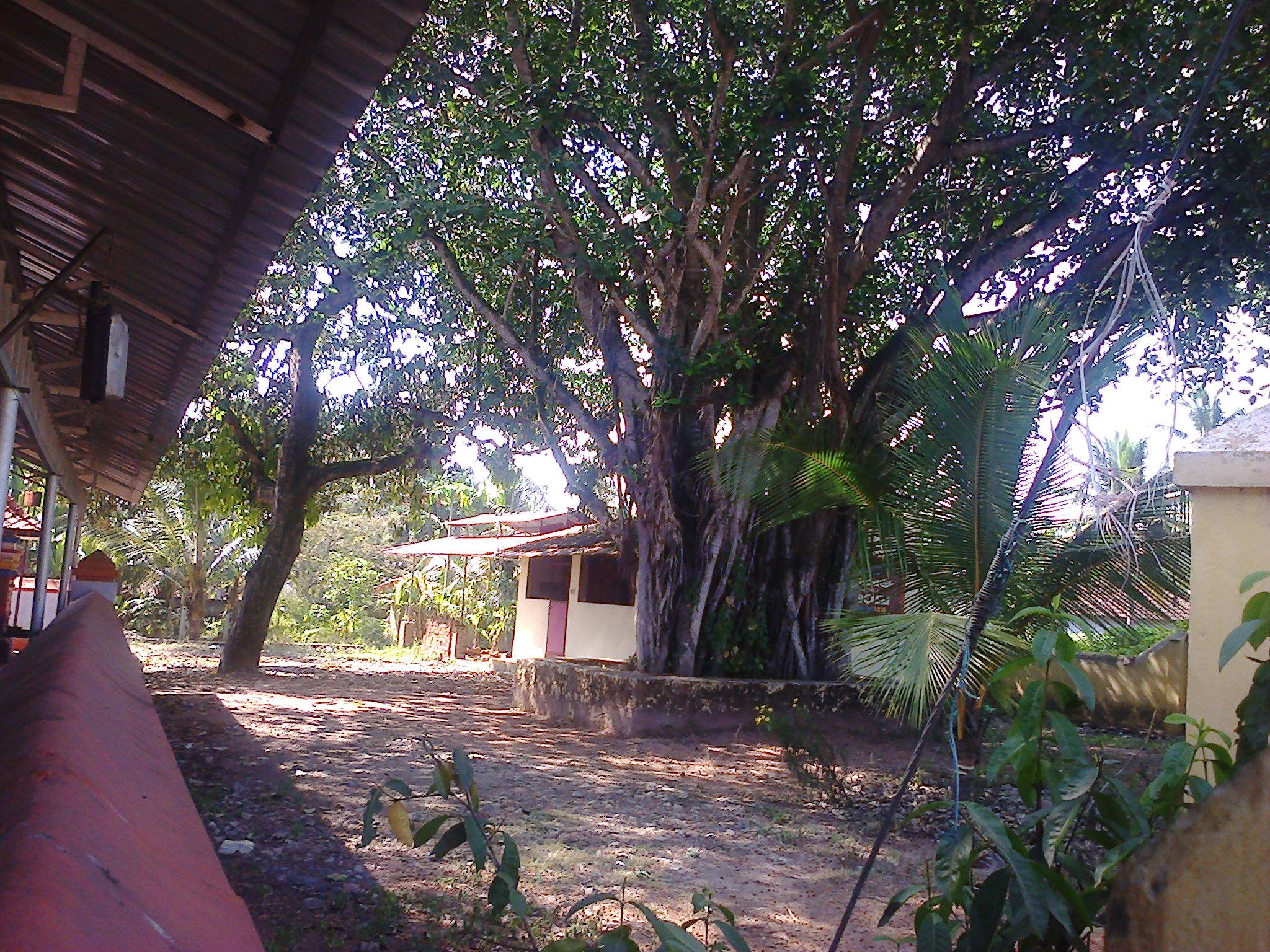 Kadavoor  Sree devi Temple Ernakulam Dresscode