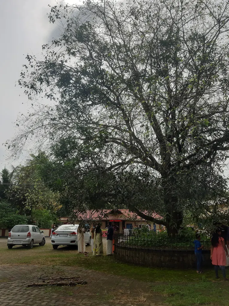 Panichayam Devi Temple Bhadrakali shrine in Ernakulam Kerala sacred grove temple