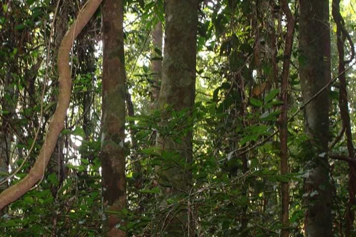 Images of Idukki Karimpanakkavu Devi  Temple