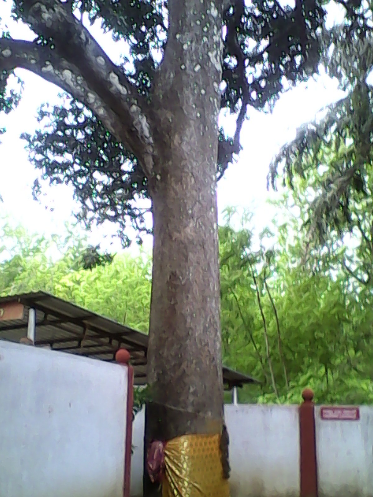 Images of Kollam Mampazhathara Bhagavathi Temple