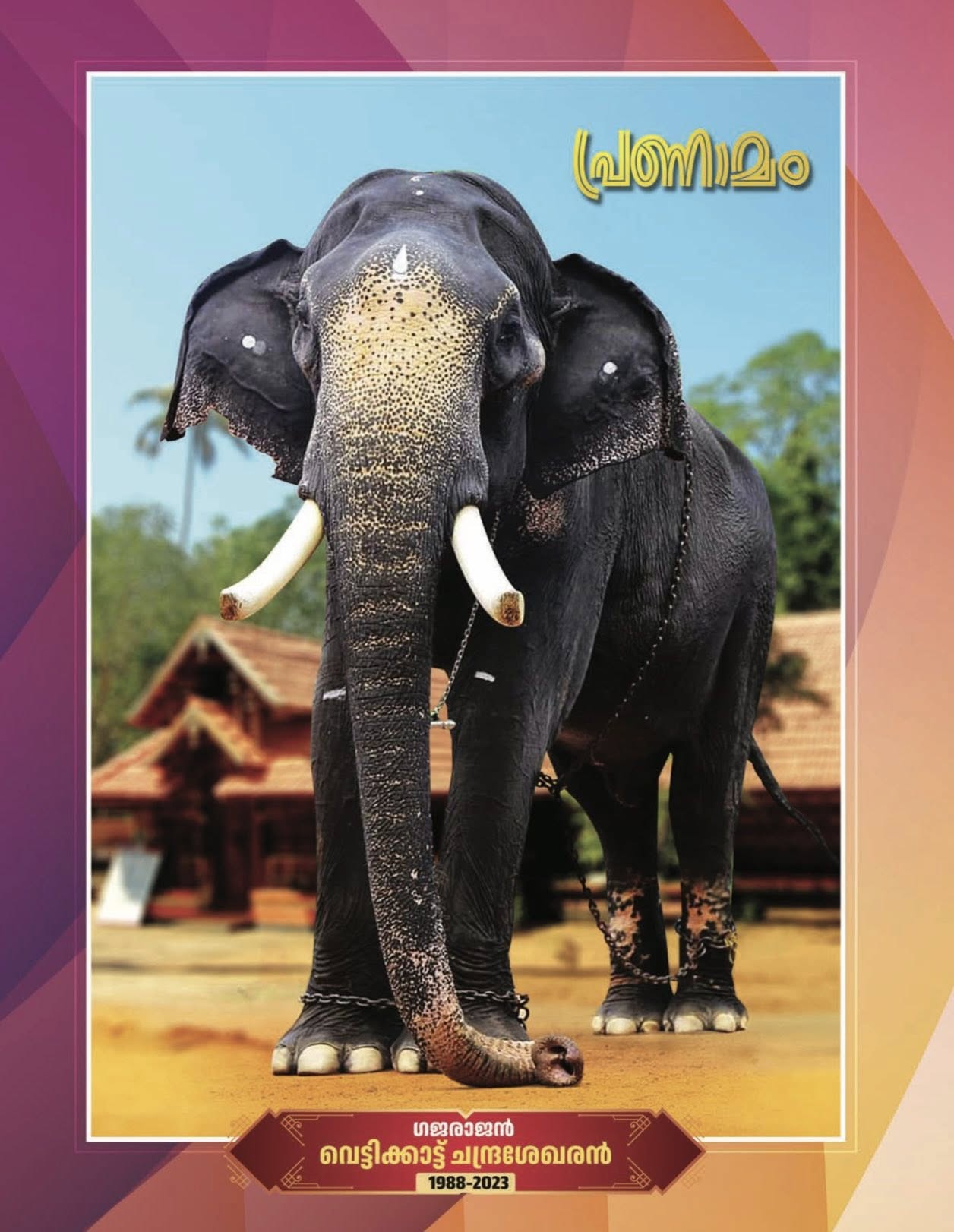 Devotees participating in Thiruvathira celebrations at Vettikattu Temple