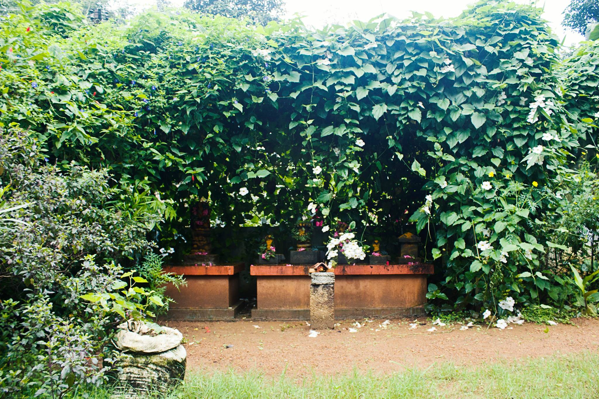 Kuttickattukavu Devi  Temple Kottayam Dresscode