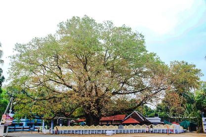 Chittur Kavu Devi Palakkad Dresscode