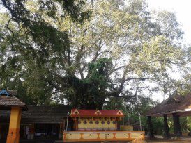 Images of Thrissur Sree Chirakkal Bhagavathy  Temple