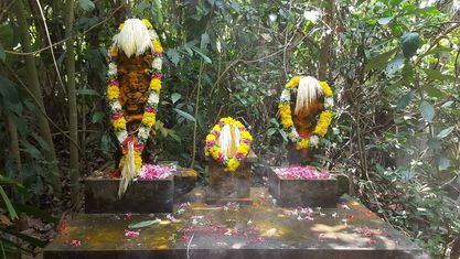 Pallippurathu  Sree Nagaraja Temple in Kerala