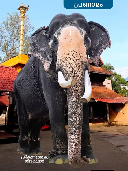 Shiva Temple Thiruvananthapuram
